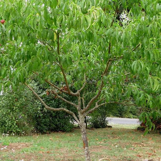 Dwarf Nectarine Sundowner - Ladybird Nursery
