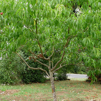 Dwarf Nectarine Sundowner