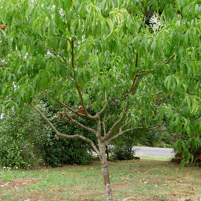 Dwarf Nectarine Sundowner
