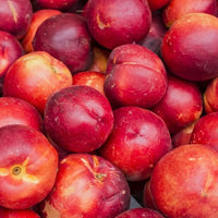 Dwarf Nectarine Sundowner - Ladybird Nursery
