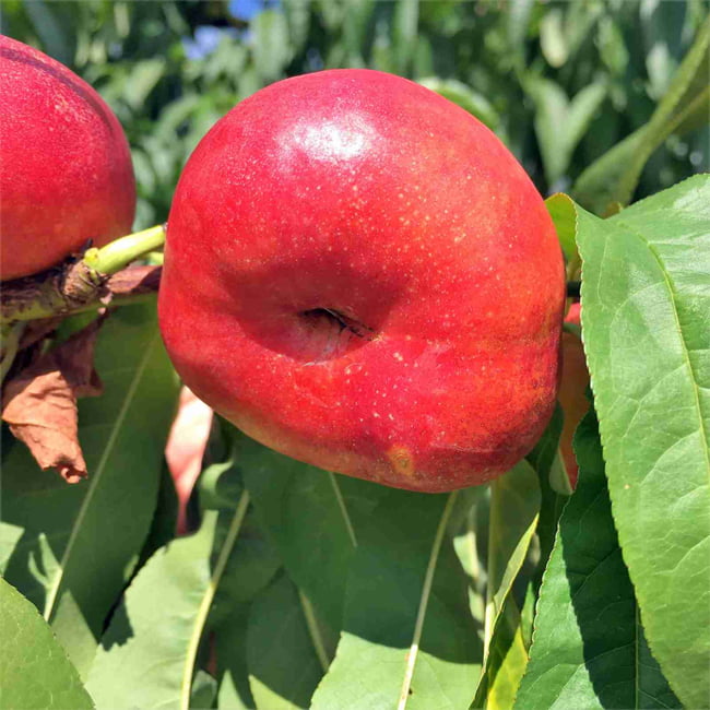 Dwarf Nectarine TangO Flat