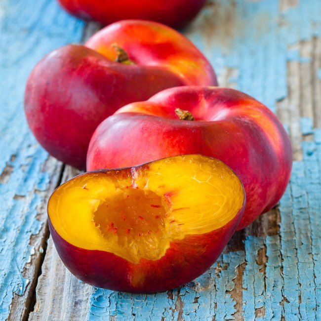 Dwarf Nectarine TangO Flat - Ladybird Nursery