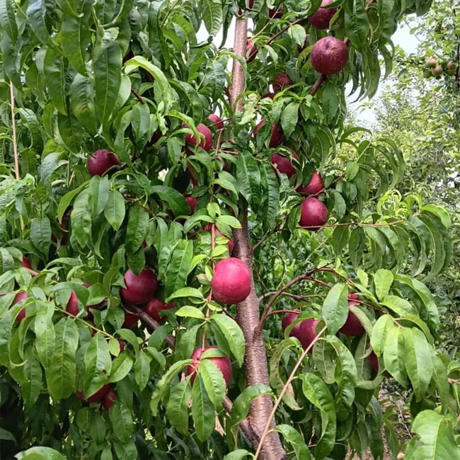 Dwarf Nectarine Tuscany - Ladybird Nursery