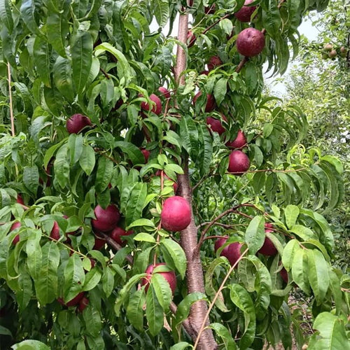 Dwarf Nectarine Tuscany - Ladybird Nursery