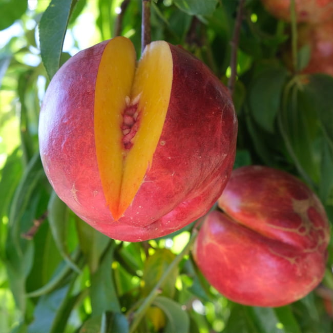 Dwarf Nectarine Tuscany