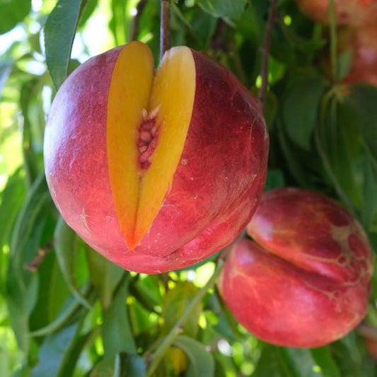 Dwarf Nectarine Tuscany - Ladybird Nursery