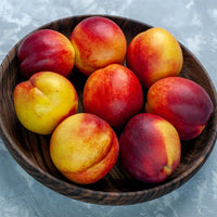 Dwarf Nectarine Tuscany - Ladybird Nursery