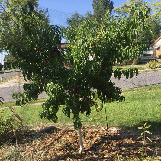 Dwarf Nectarine Valley Gold TM