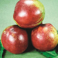 Dwarf Nectarine Valley Gold TM