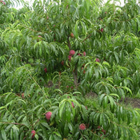Dwarf Nectarine Royal Gem