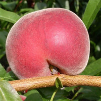 Dwarf Nectarine Royal Gem - Ladybird Nursery