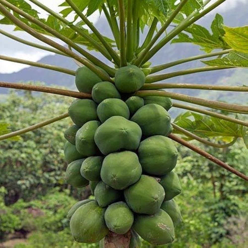 Col Monti Dwarf Papaya Col de Monte Fruit Tree – Buy Now! – Ladybird Nursery