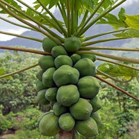 Dwarf Papaya Col de Monte - Ladybird Nursery