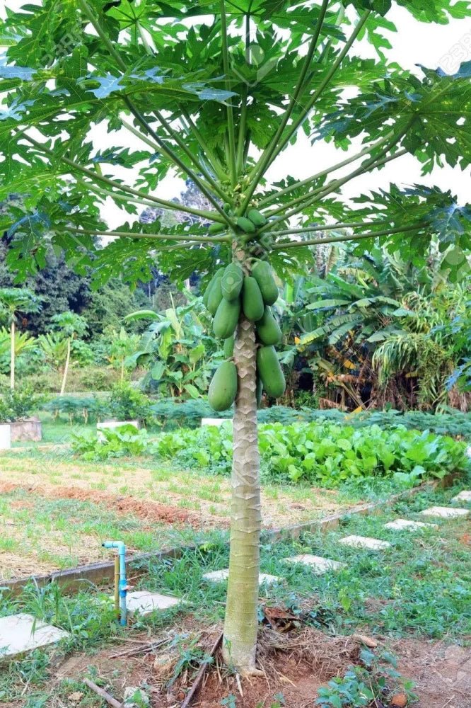 Dwarf Papaya Torpedo - Ladybird Nursery