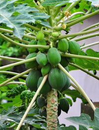 Dwarf Papaya Torpedo - Ladybird Nursery