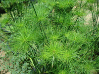 Dwarf Papyrus nanus (Cyperus papyrus) - Ladybird Nursery
