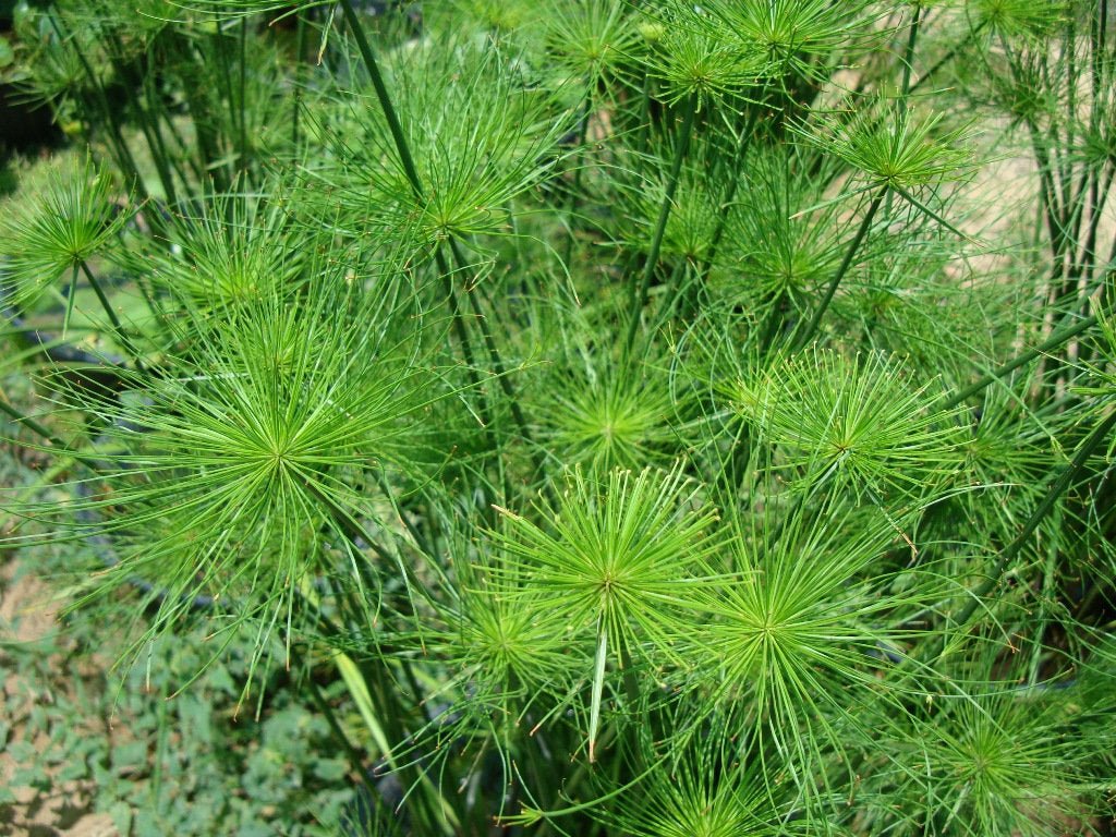 Dwarf Papyrus nanus (Cyperus papyrus) - Ladybird Nursery