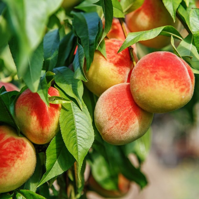 Dwarf Peach - Ladybird Nursery