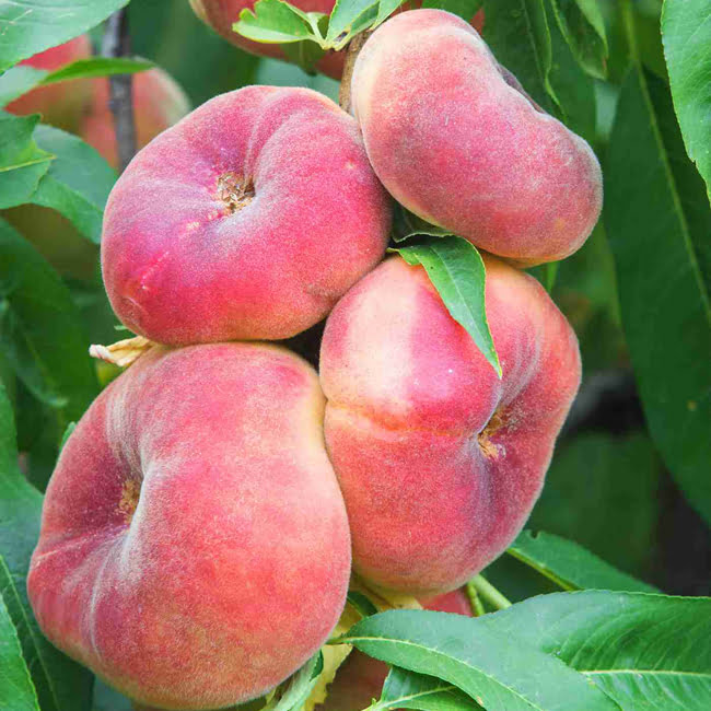 Dwarf Peach Angel High Chill