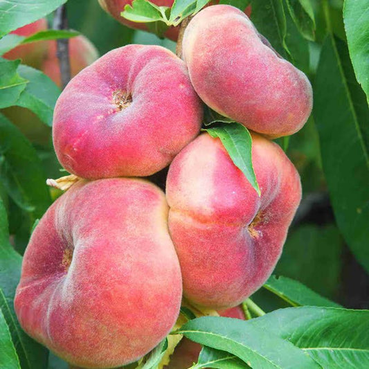 Dwarf Peach Angel High Chill - Ladybird Nursery