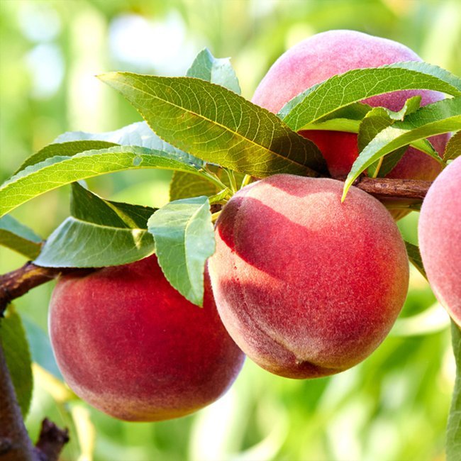Dwarf Peach Fresno - Ladybird Nursery