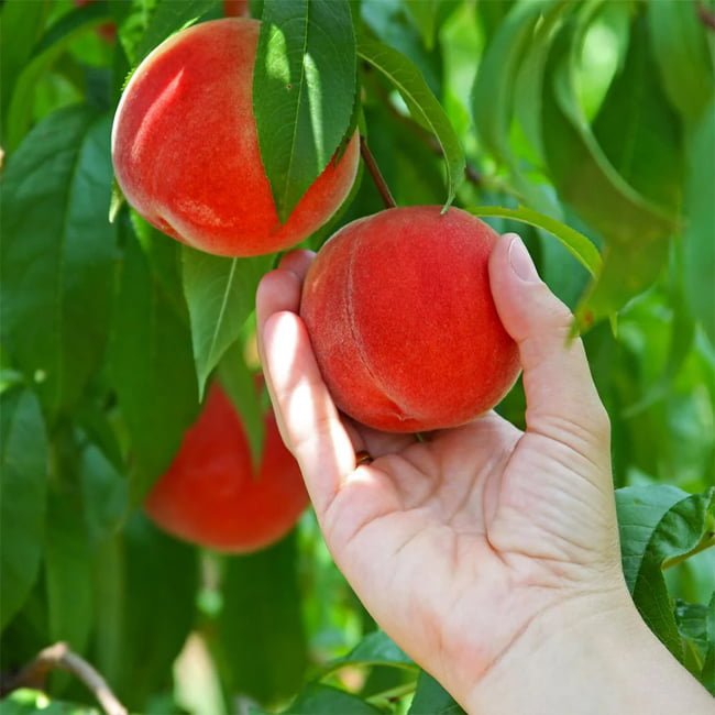 Dwarf Peach Fresno - Ladybird Nursery