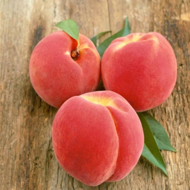 Dwarf Peach Fresno - Ladybird Nursery