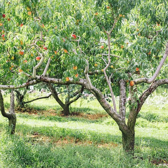 Dwarf Peach Fresno - Ladybird Nursery