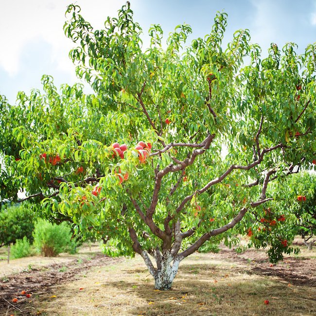 Dwarf Peach Standard