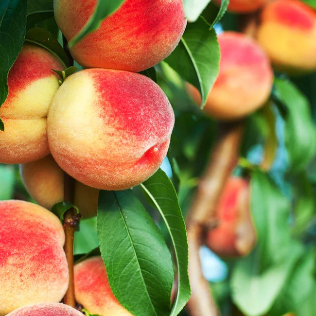 Dwarf Peach Standard