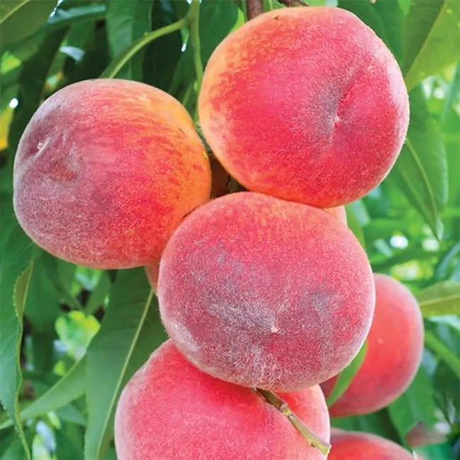 Dwarf Peach 'Sunset Backyard Beauty' - Ladybird Nursery