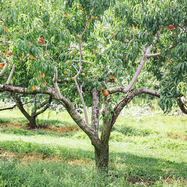 Super Dwarf Peach 'Valley Red'