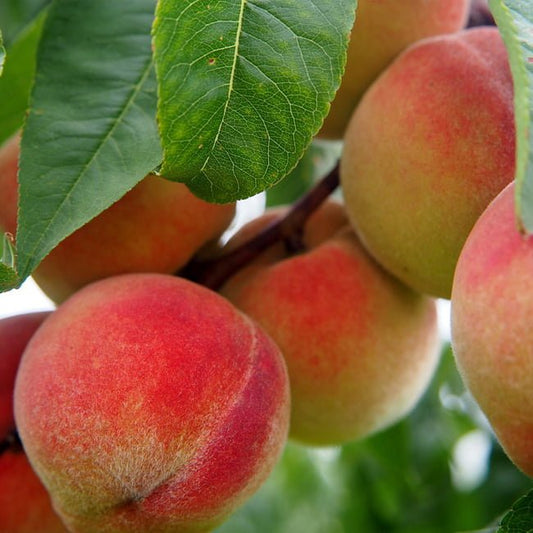 Super Dwarf Peach 'Valley Red' - Ladybird Nursery