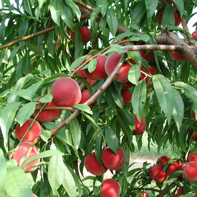 Super Dwarf Peach 'Valley Red'