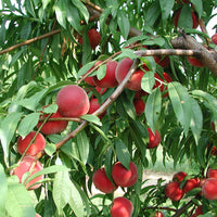 Super Dwarf Peach 'Valley Red'