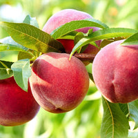 Super Dwarf Peach 'Valley Red' - Ladybird Nursery
