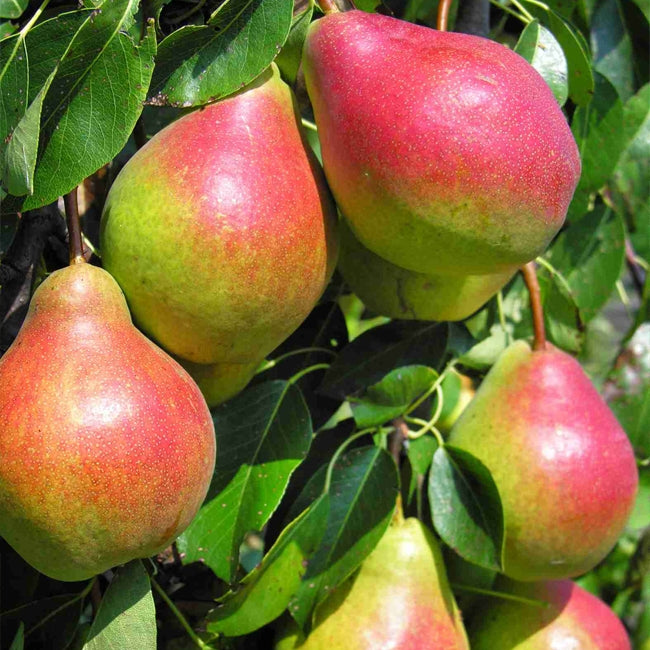 Standard Corella Pear