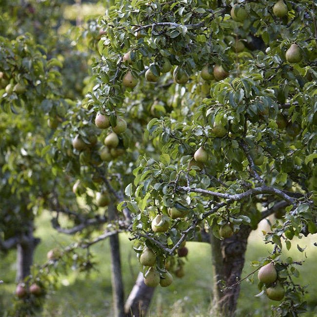 Dwarf Pear 'Red Princess' - Ladybird Nursery