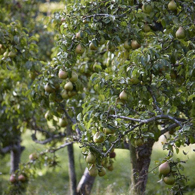 Dwarf Pear 'Red Princess'