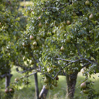 Dwarf Pear 'Red Princess'
