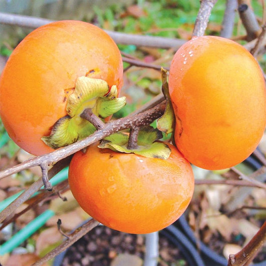 Dwarf Persimmon ‘Ichikikijiro’ (Non-Astringent)