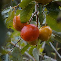 Dwarf Persimmon ‘Ichikikijiro’ (Non-Astringent)