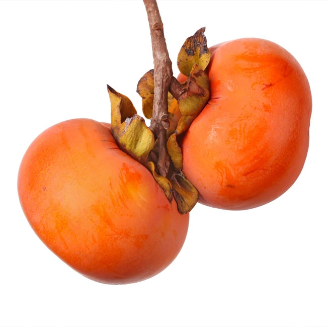 Dwarf Persimmon Ichikikijiro