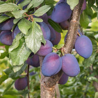 Dwarf Plum Damson