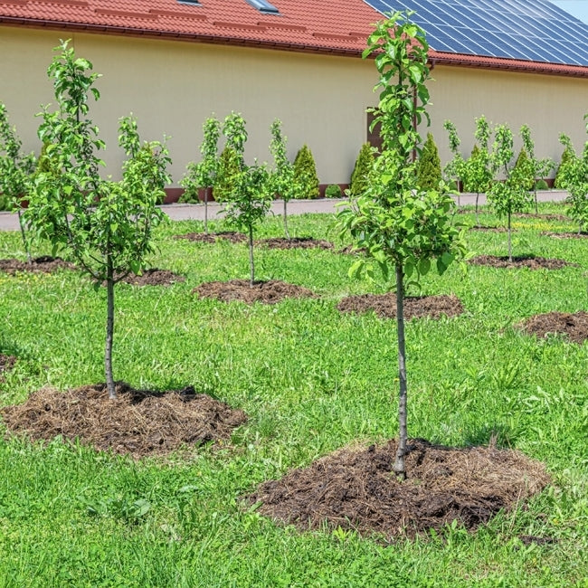 Dwarf Plum Green Gage