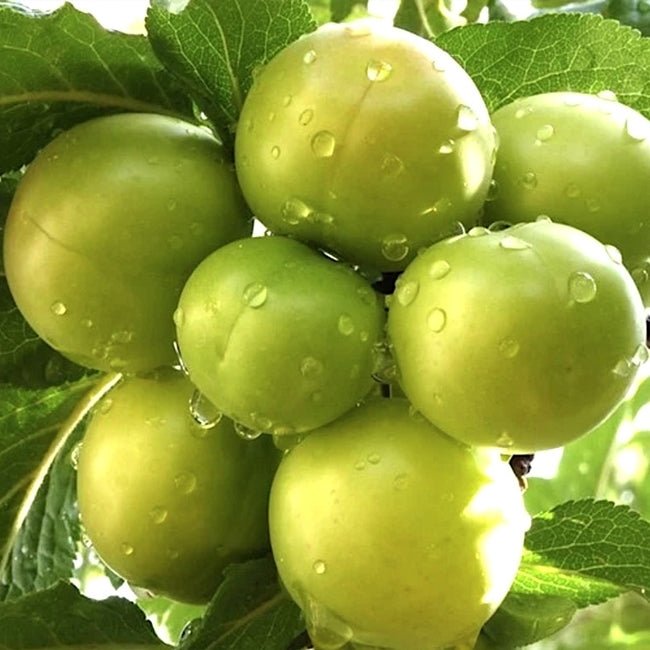 Dwarf Plum Green Gage - Ladybird Nursery