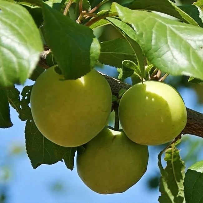 Dwarf Plum Green Gage