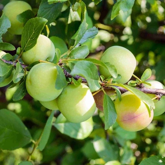 Dwarf Plum Green Gage - Ladybird Nursery