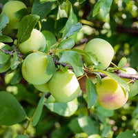 Dwarf Plum Green Gage - Ladybird Nursery