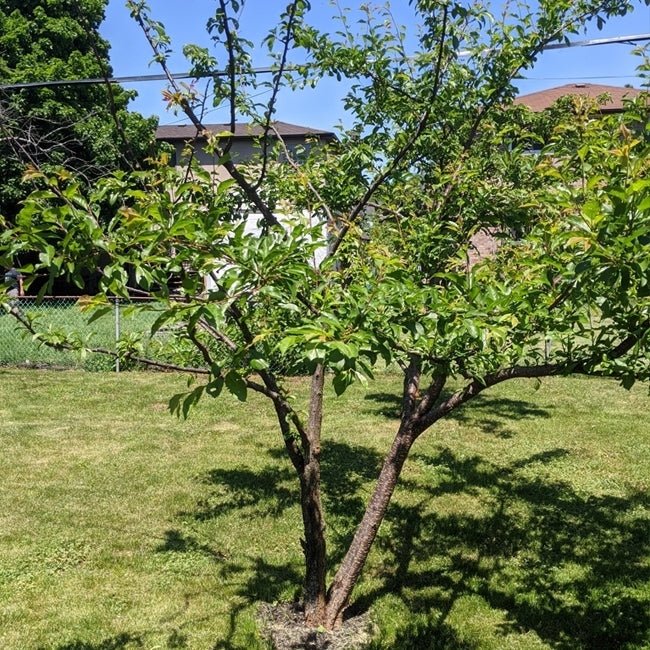 Dwarf Plumcot 'Spring Satin' - Ladybird Nursery